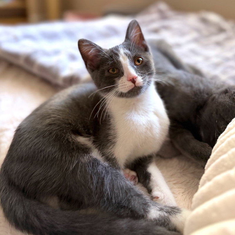 Petunia Rhubarb, a female kitten up for adoption