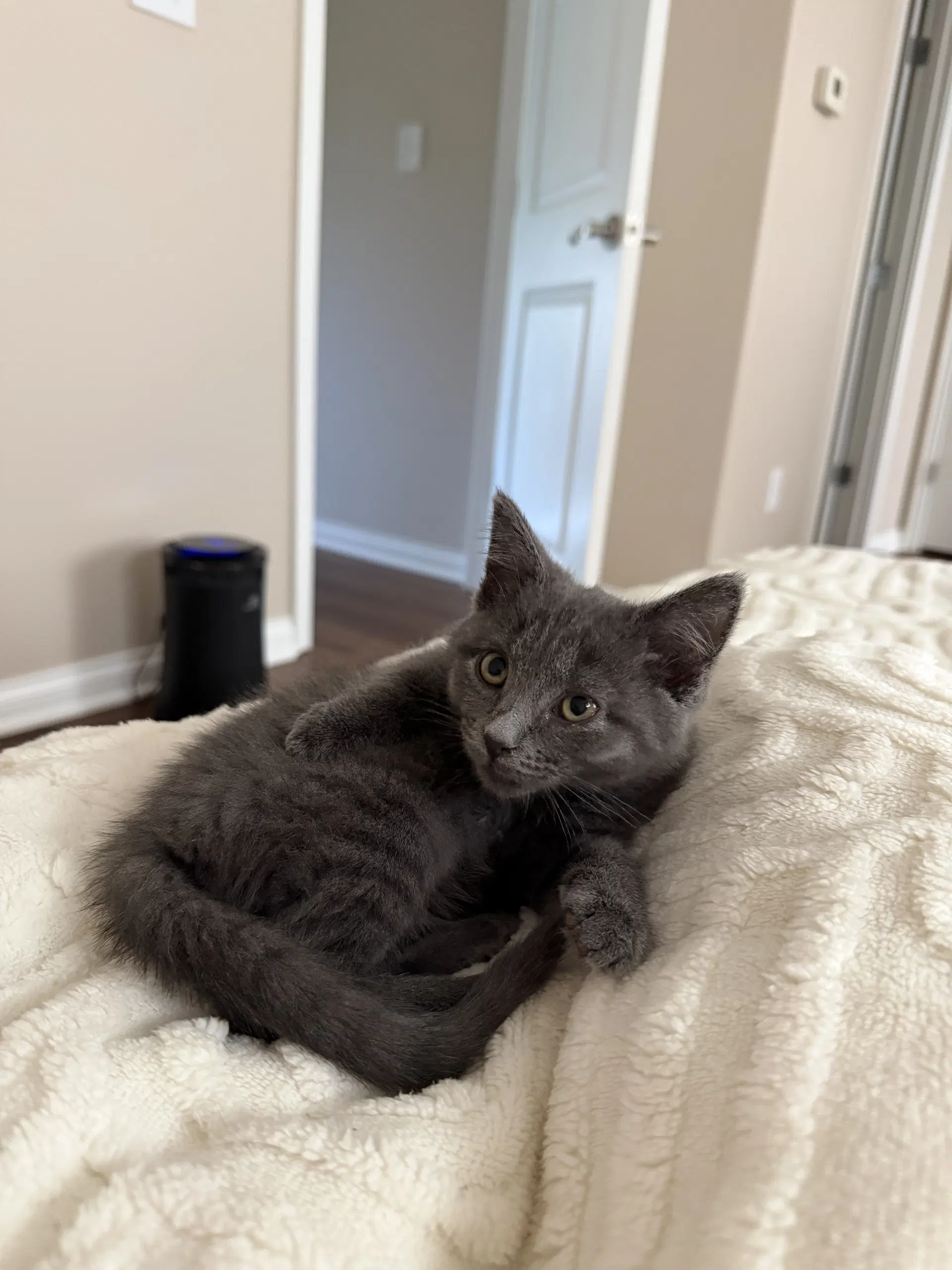 Madame Blueberry - Russian Blue