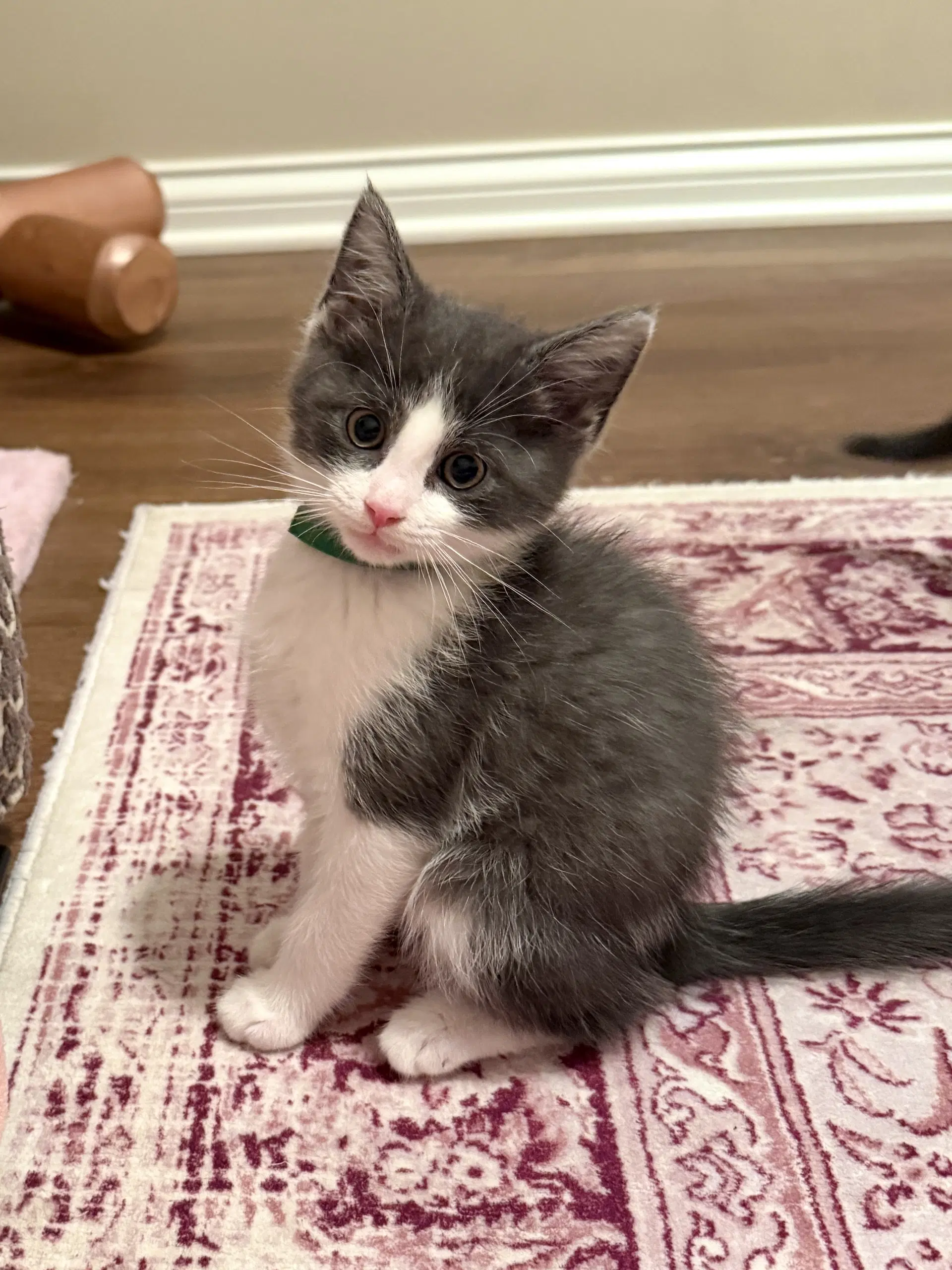 Archibald Asparagus - Domestic Short Hair