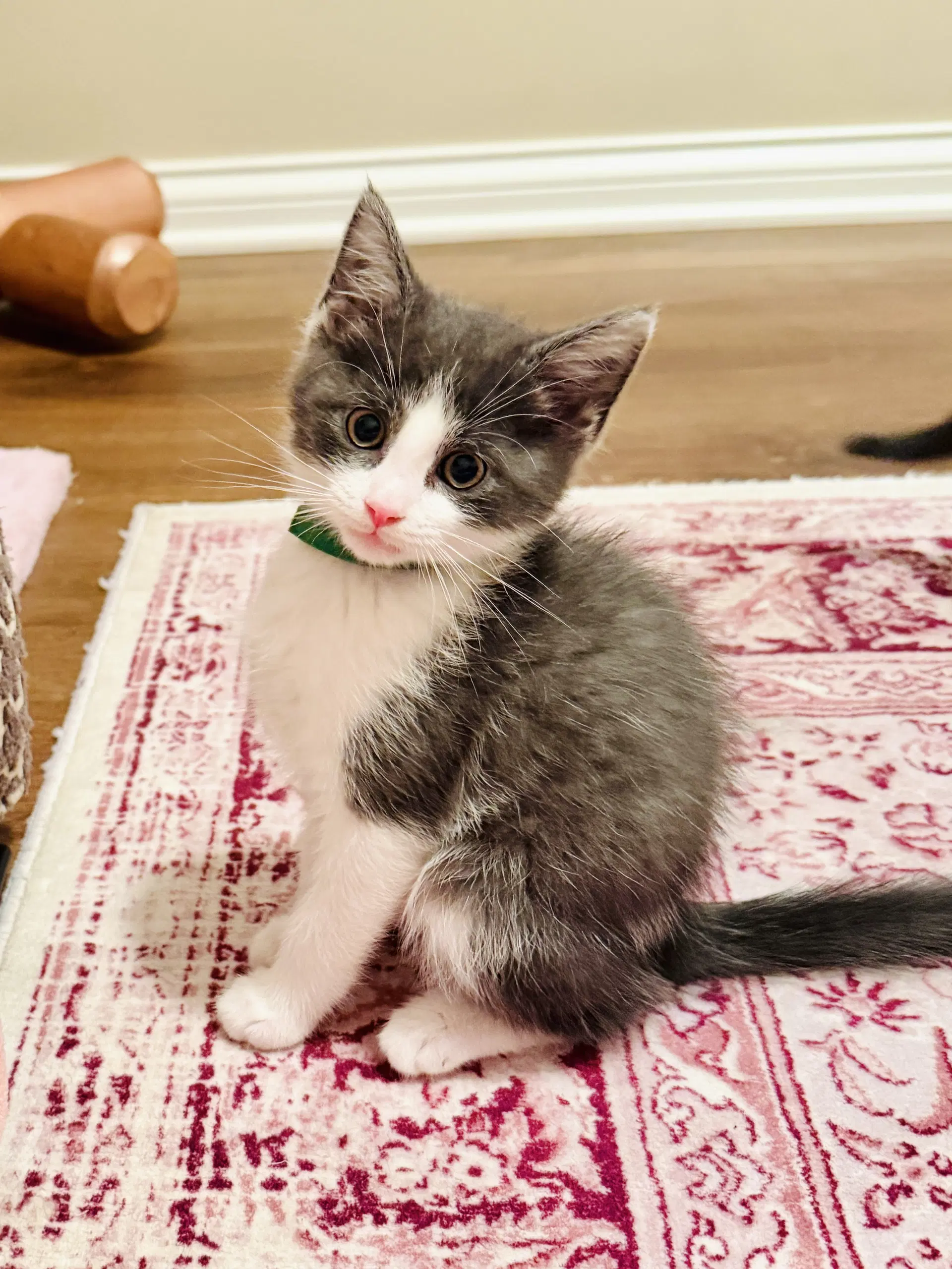 Archibald Asparagus - Domestic Short Hair
