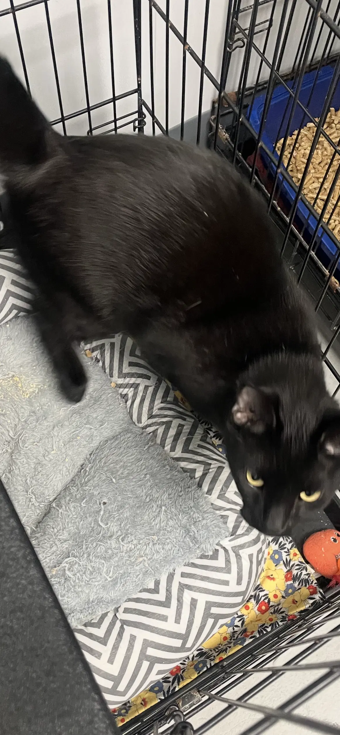 Tater Bug - Domestic Short Hair