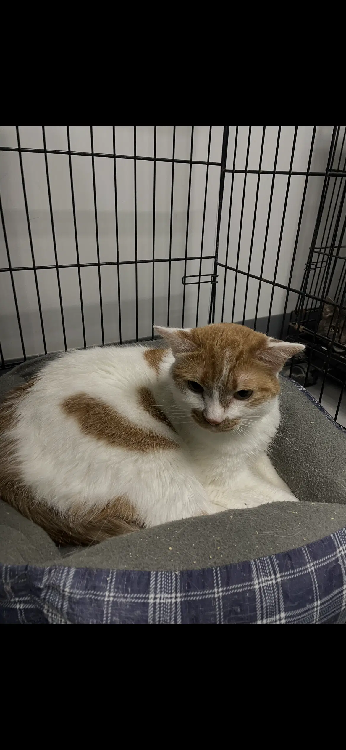 Moji - Domestic Short Hair