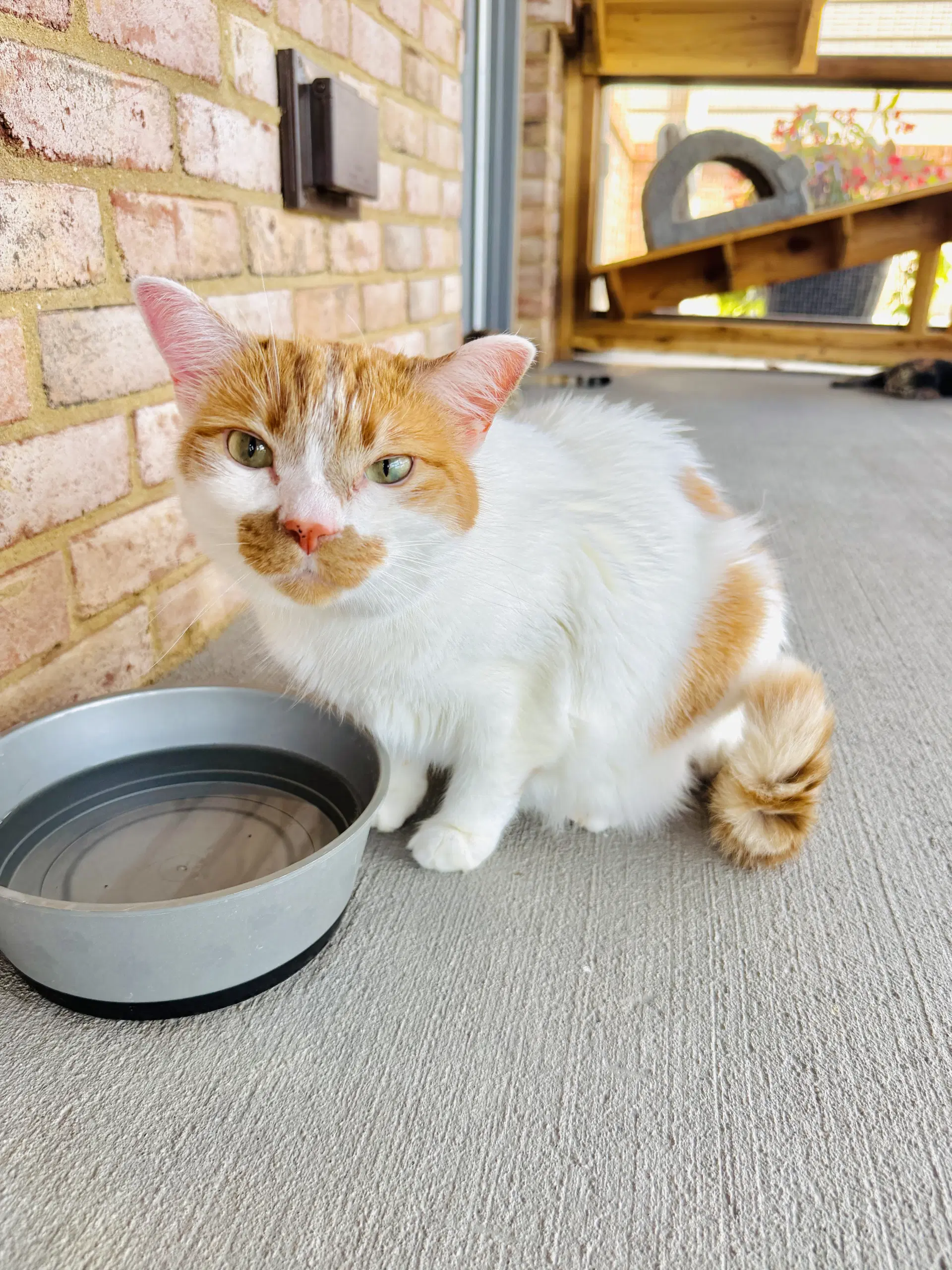 Moji - Domestic Short Hair