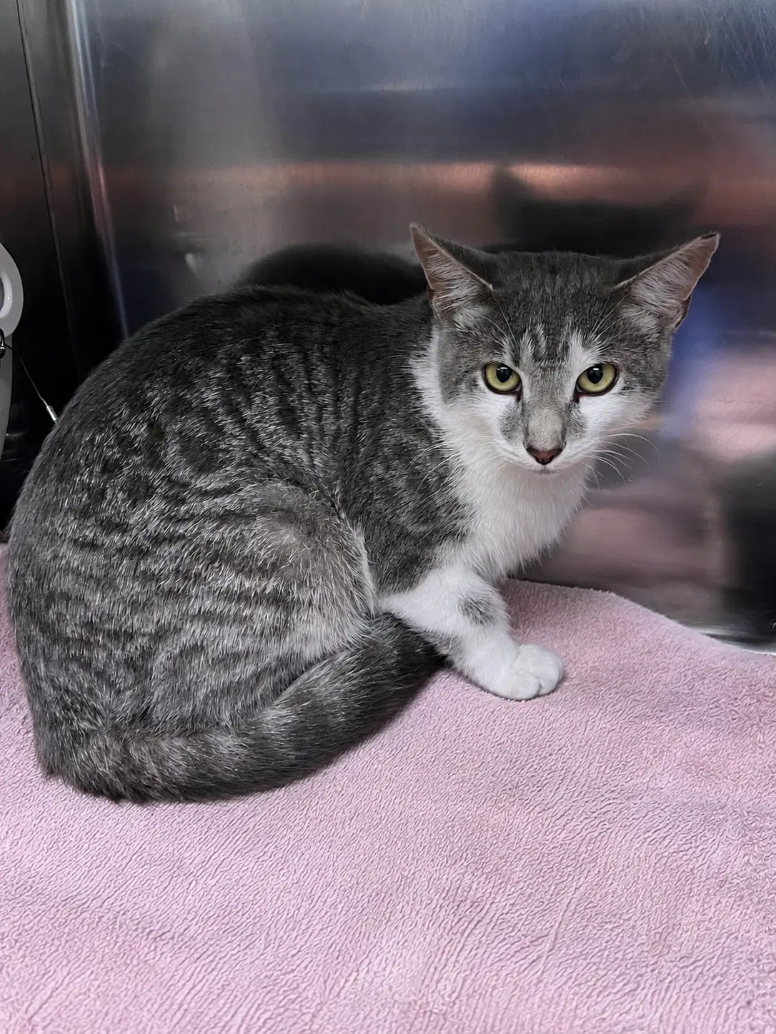 Maeve - Domestic Short Hair