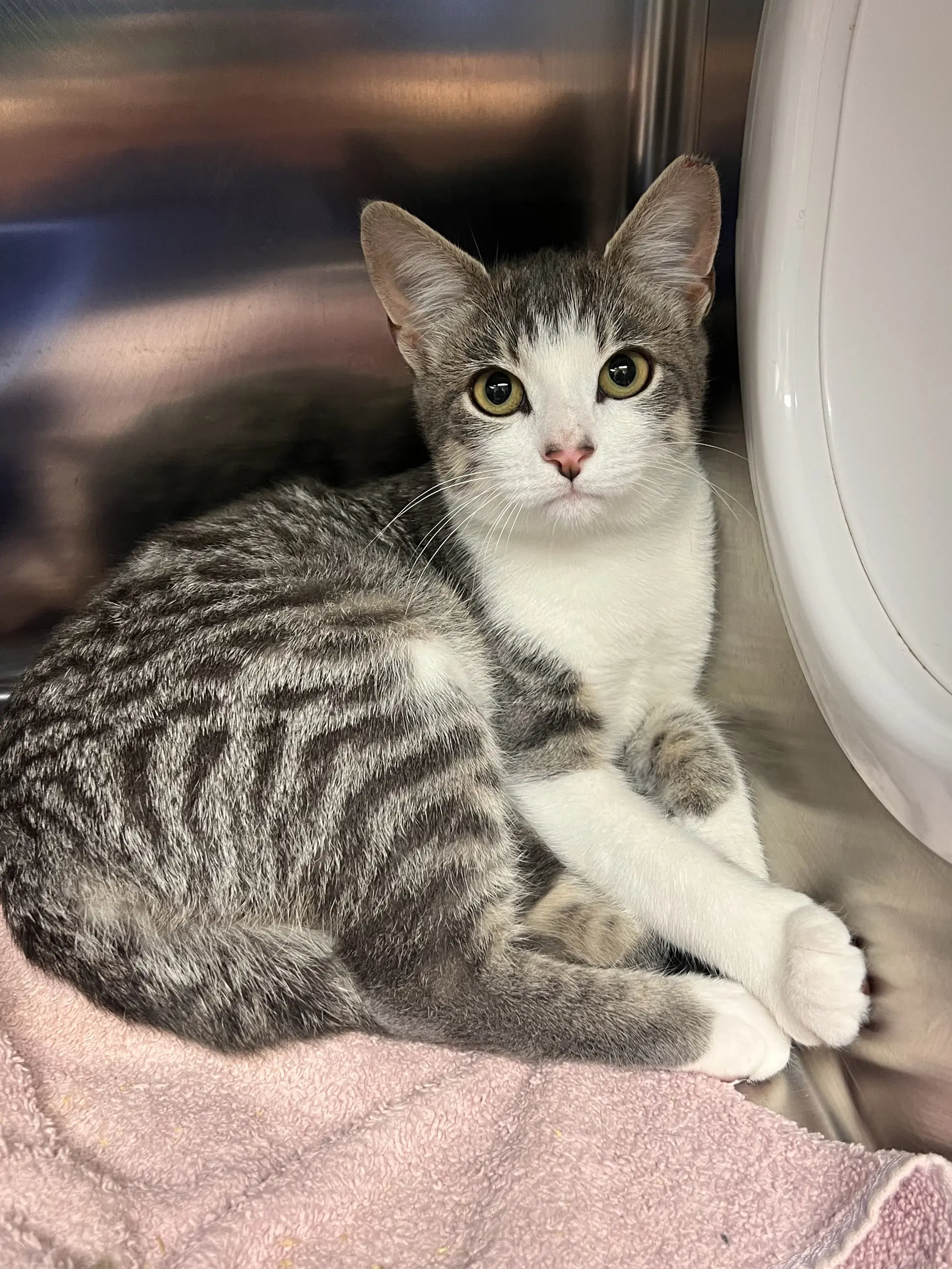 Celia - Domestic Short Hair