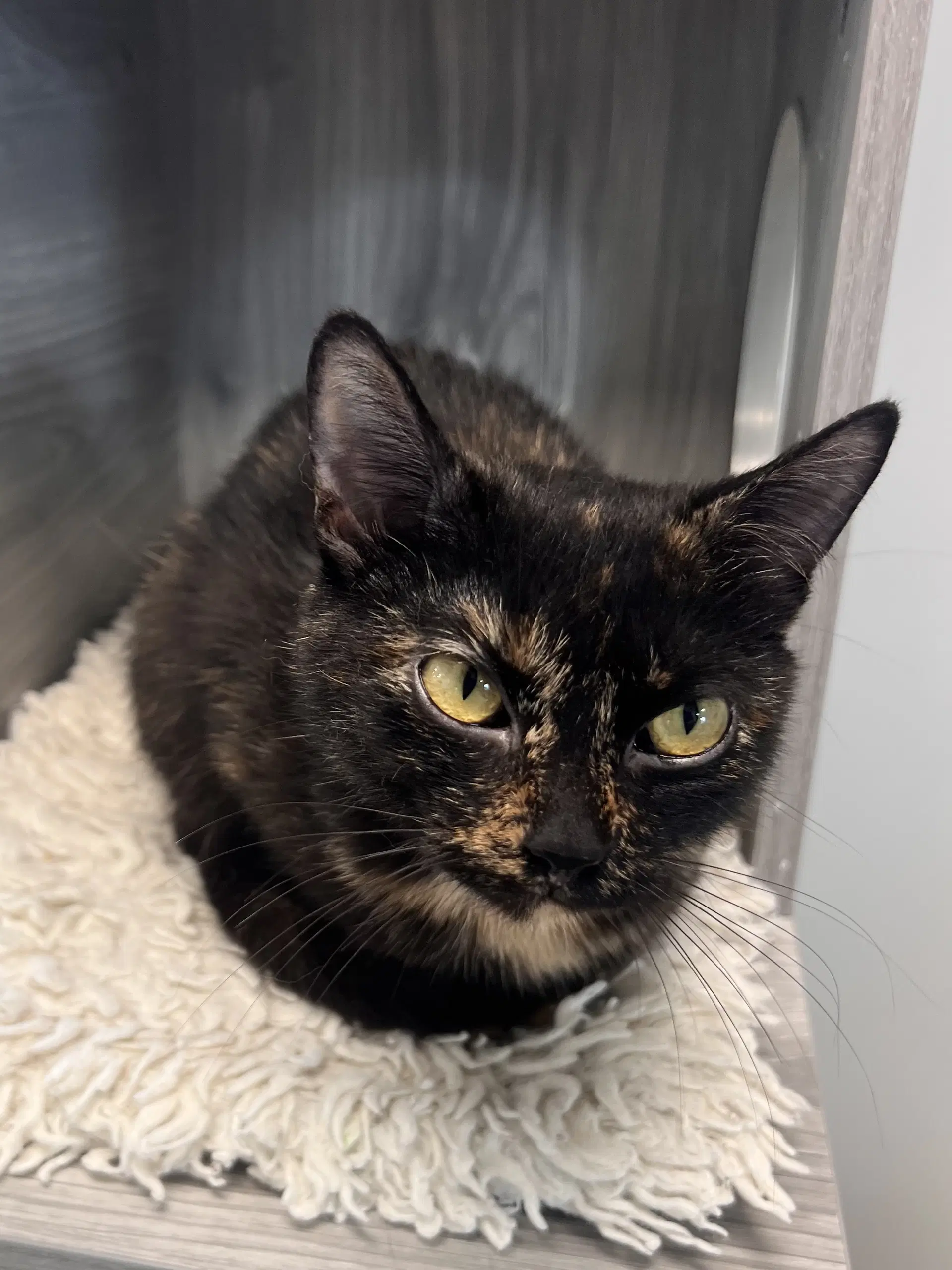 Acornett - Tortoiseshell