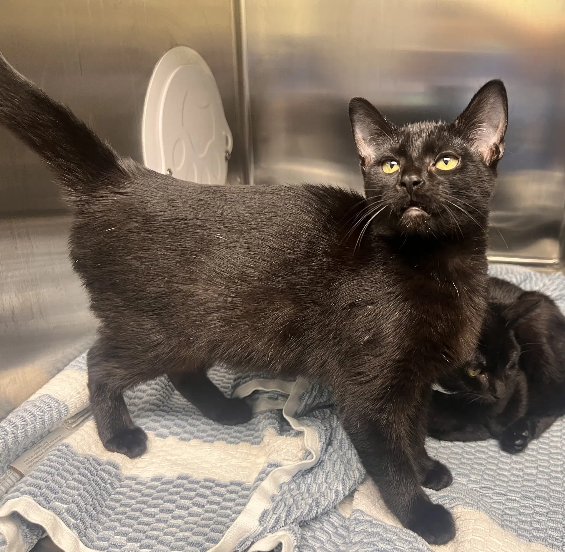 Kylie - Domestic Short Hair