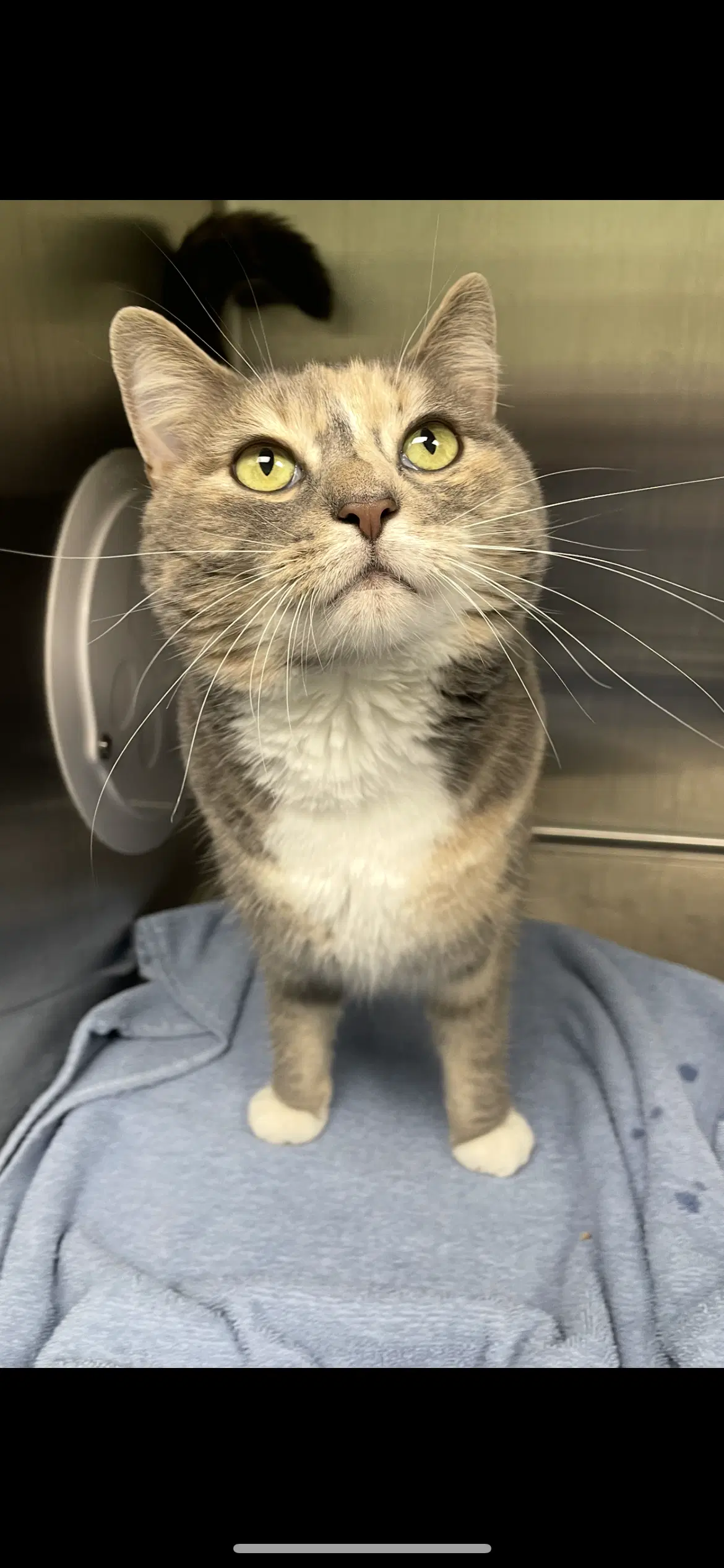 Pumpkin - Calico