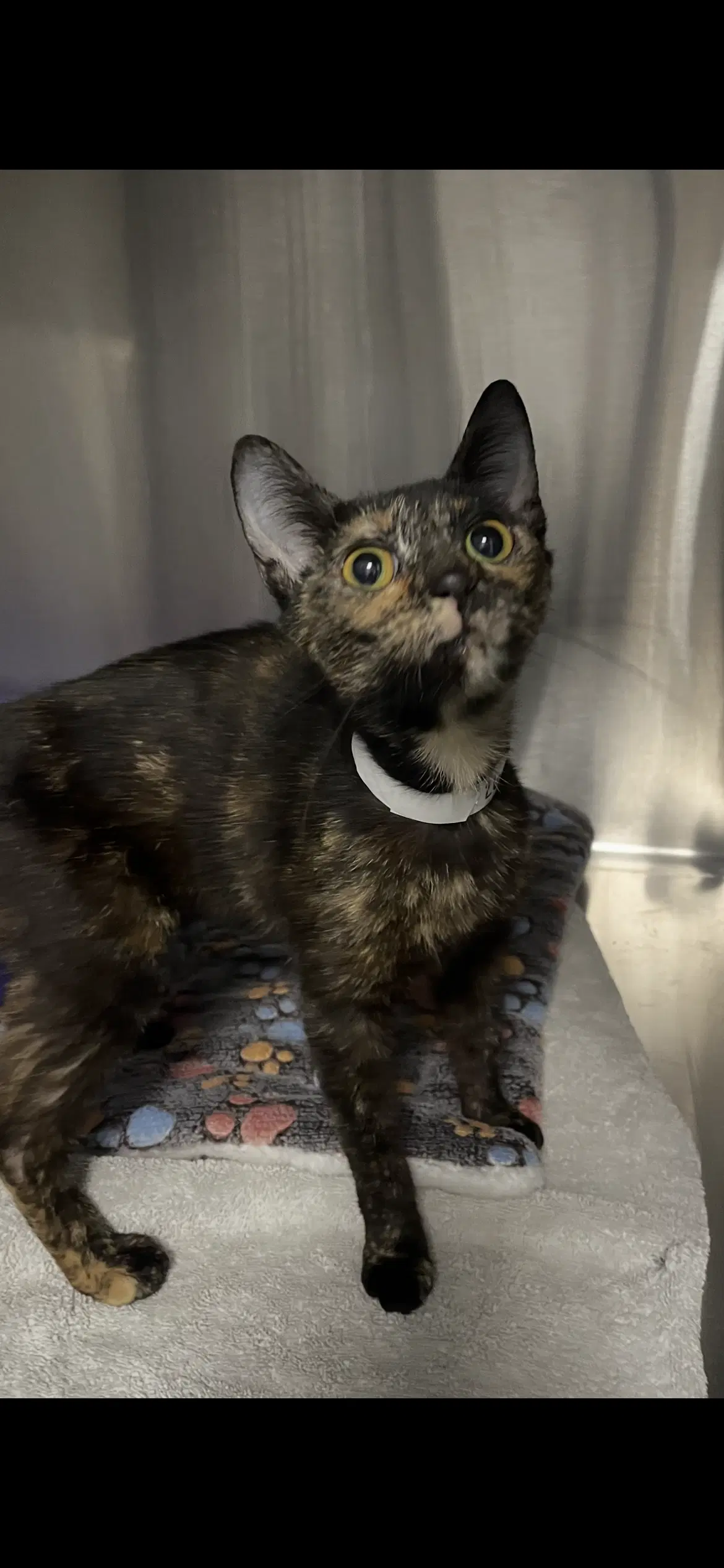 Evangeline - Tortoiseshell
