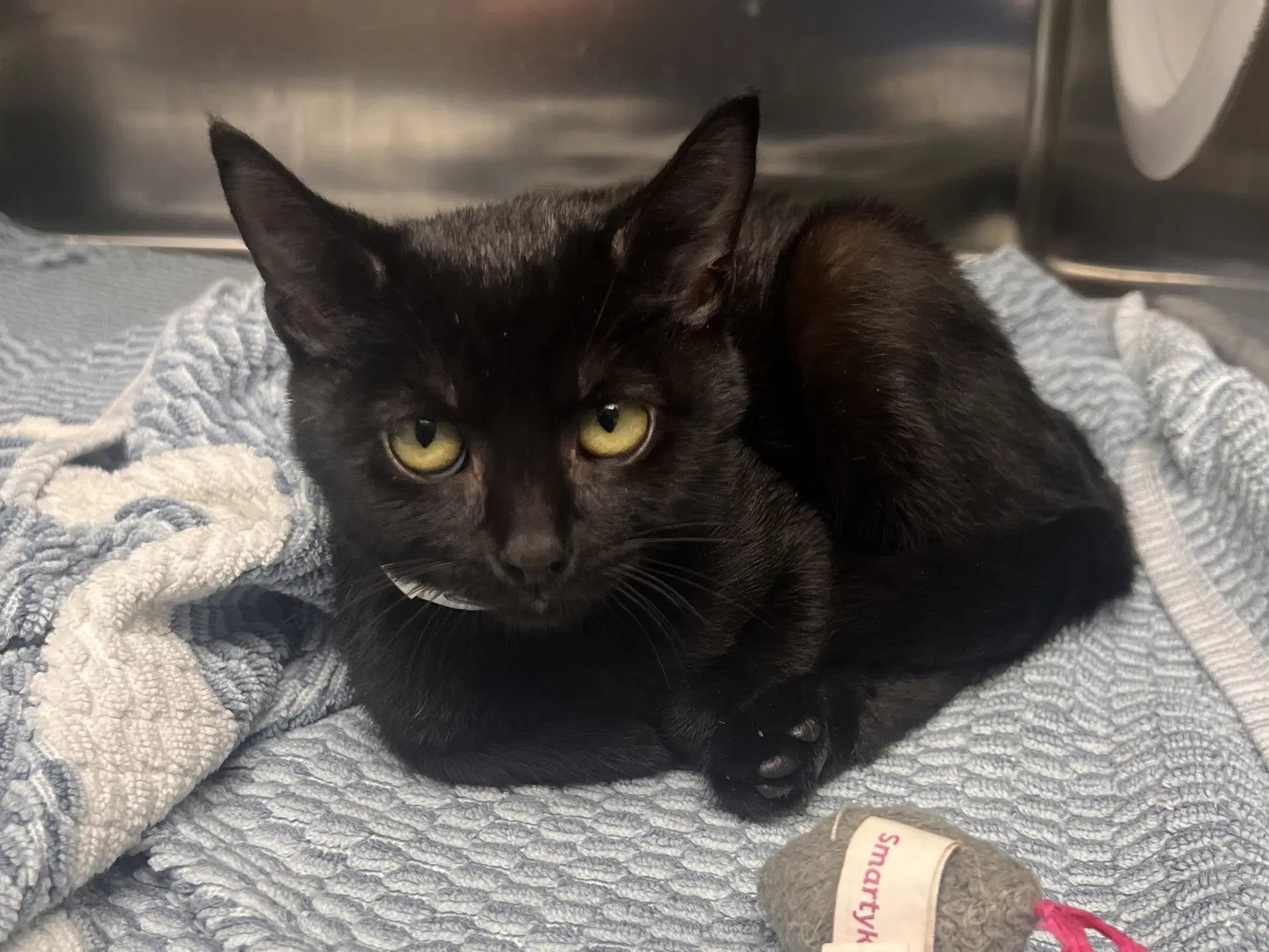 Antonia - Domestic Short Hair