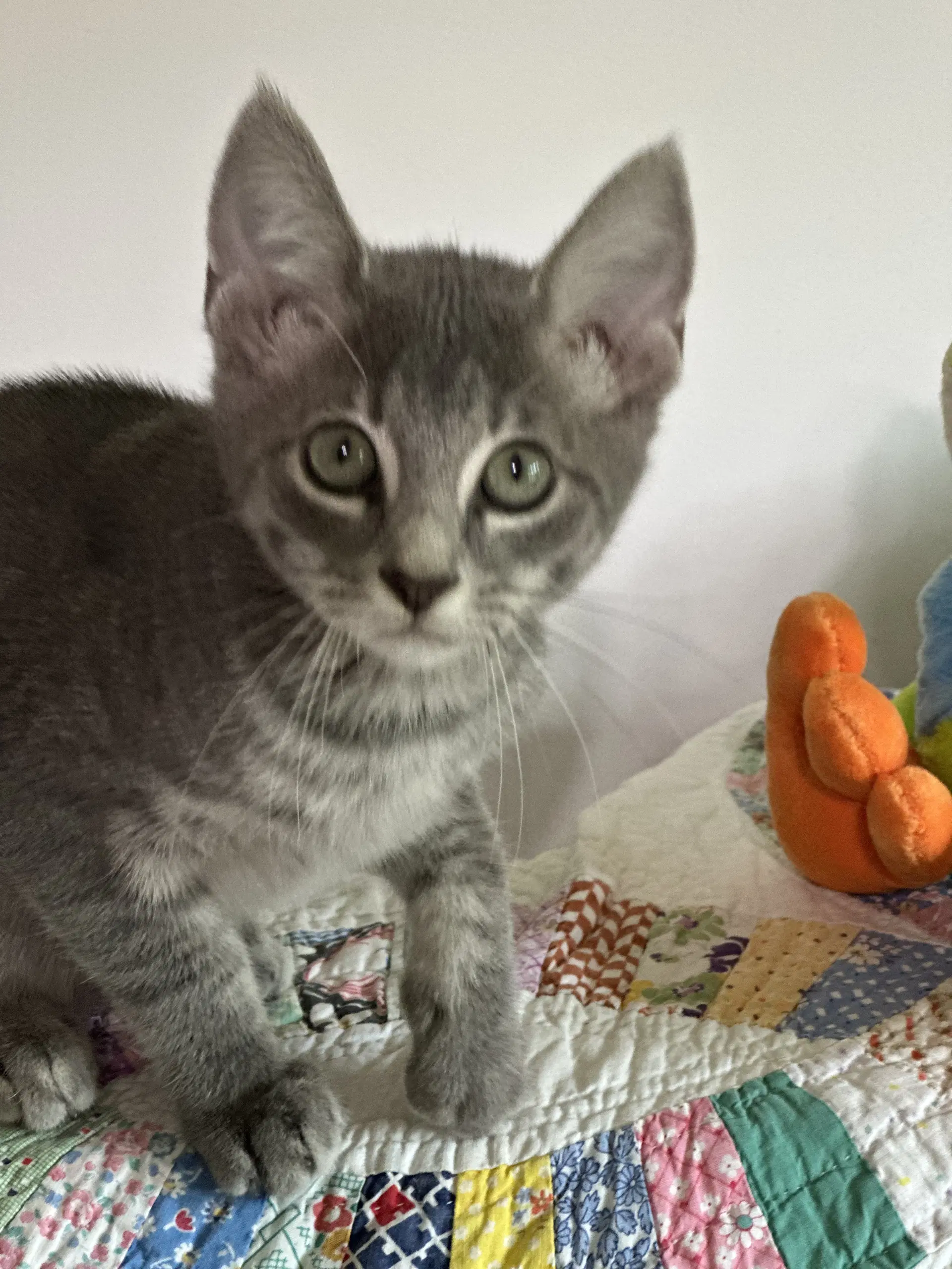 Laptop - Tabby