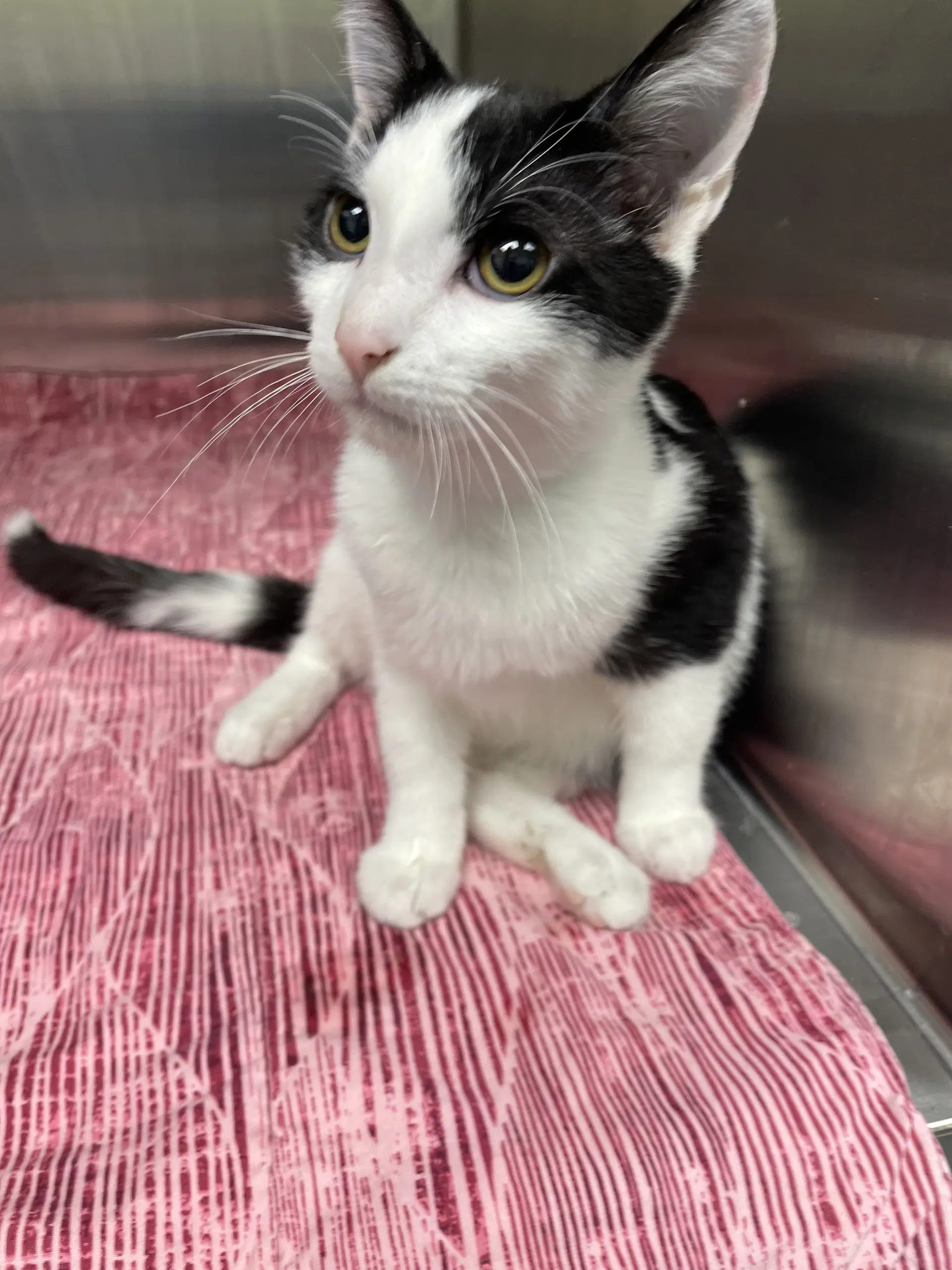 Peter - Domestic Short Hair