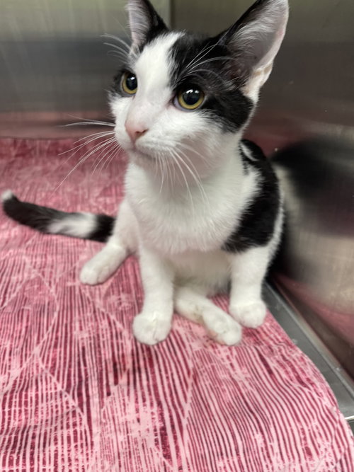 Peter (PS), a cat for adoption from Scott County Humane Society