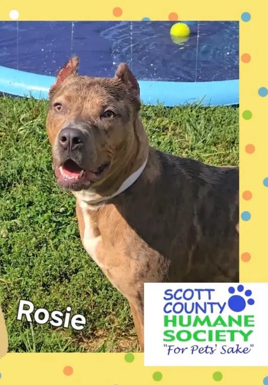 Rosie image 4