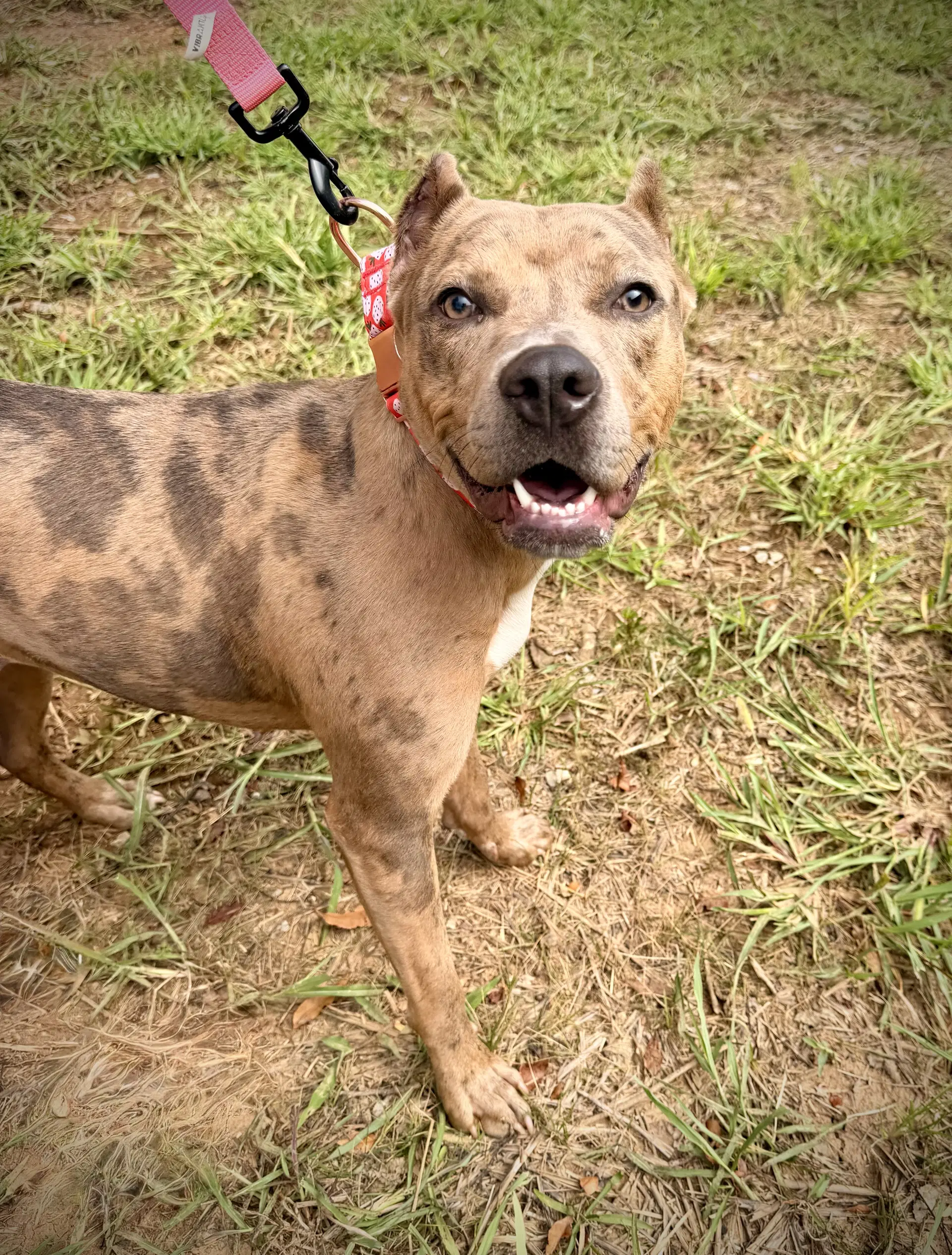 Rosie - American Pit Bull Terrier