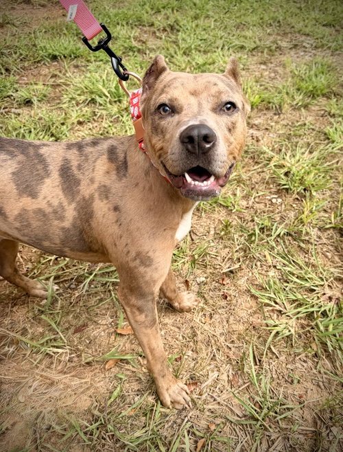 Rosie, a dog for adoption from Scott County Humane Society