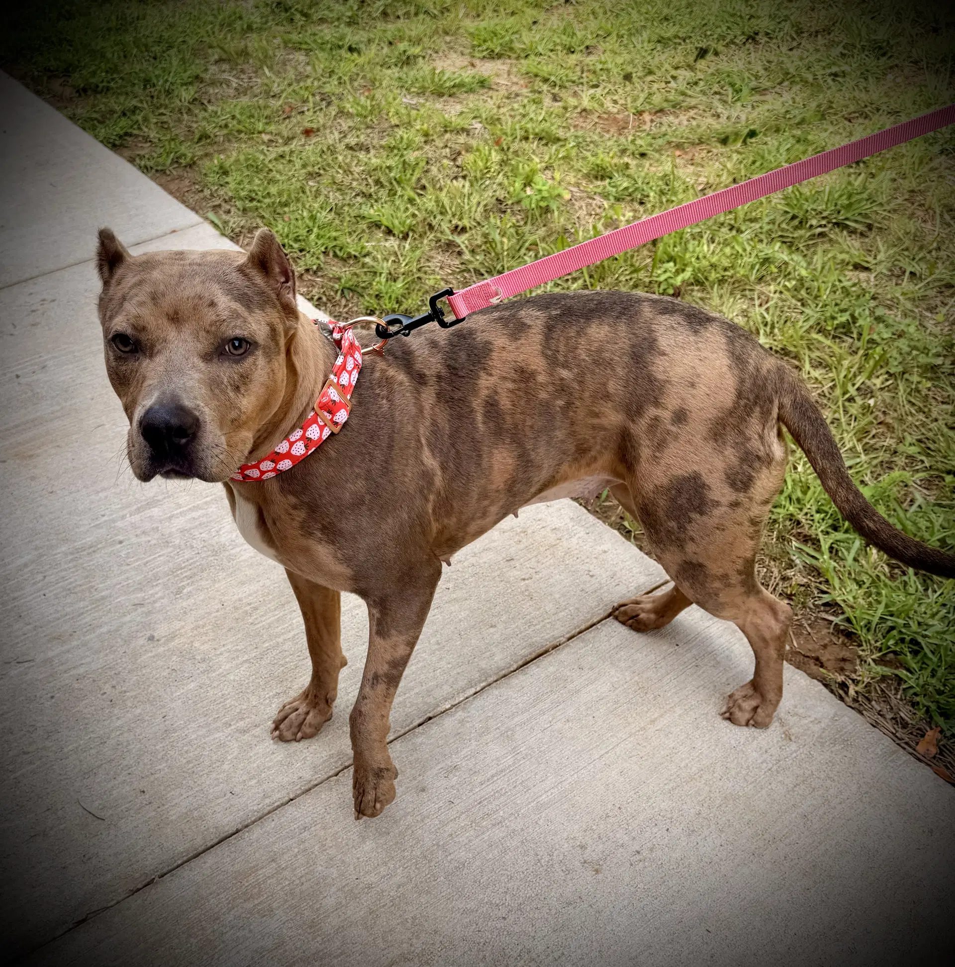 Rosie image 2