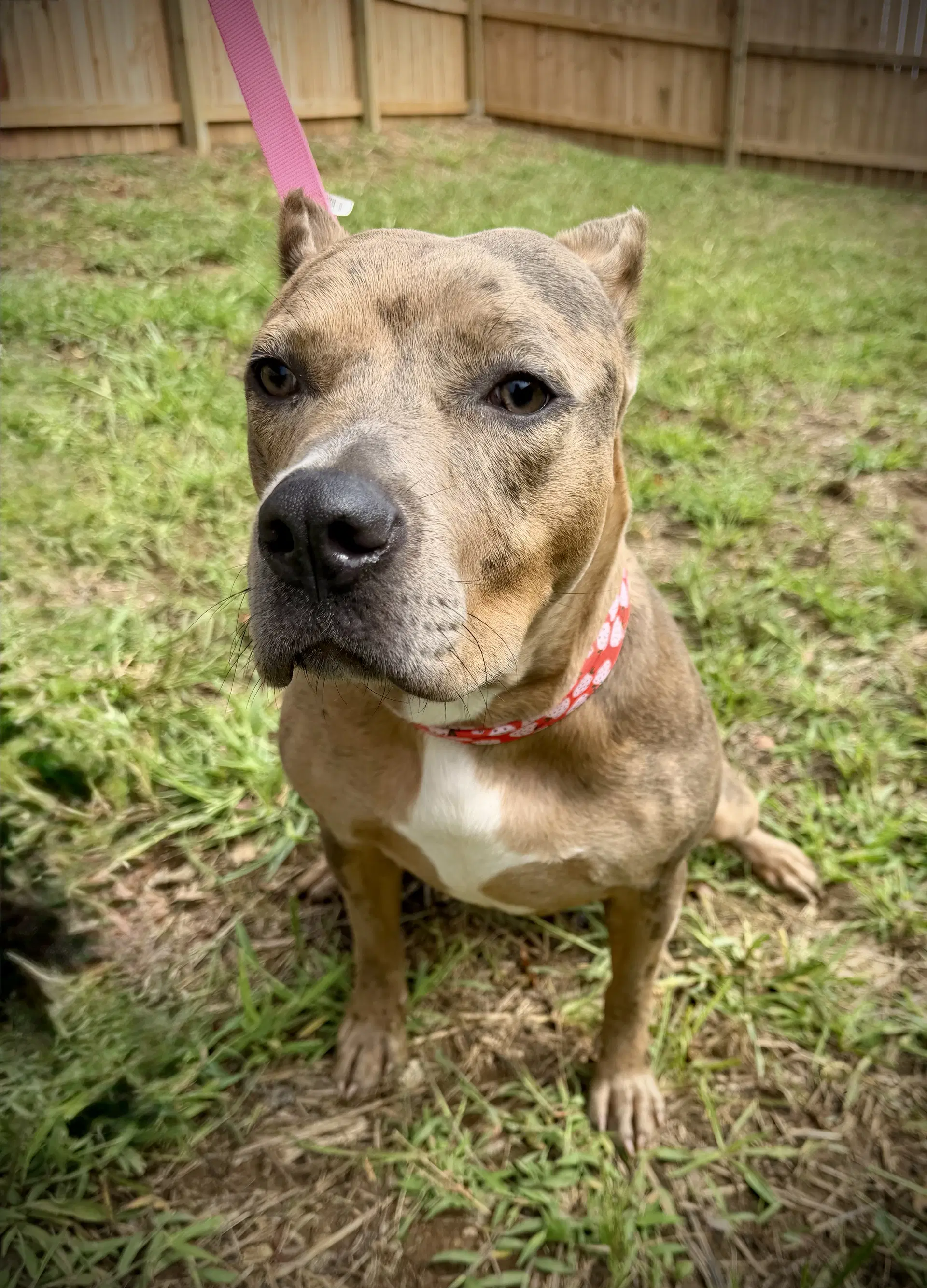 Rosie image 3