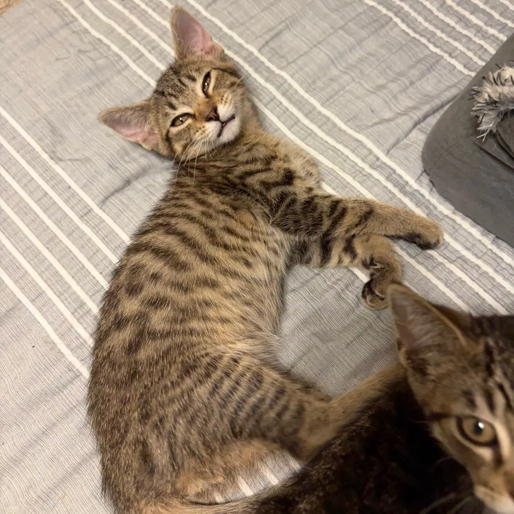 Will - Tabby