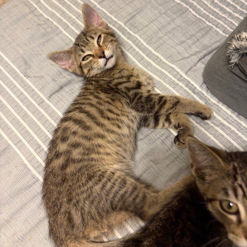 Will, a cat for adoption from Scott County Humane Society