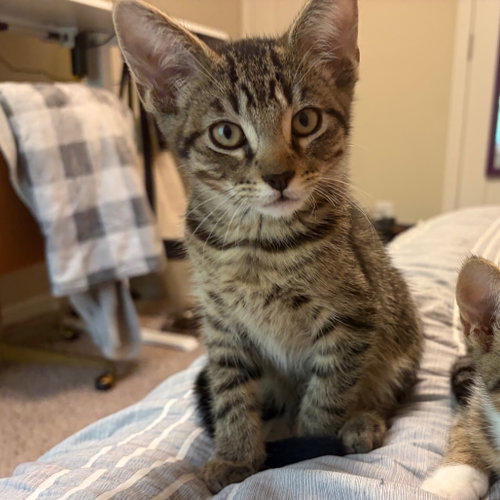 Bill, a cat for adoption from Scott County Humane Society