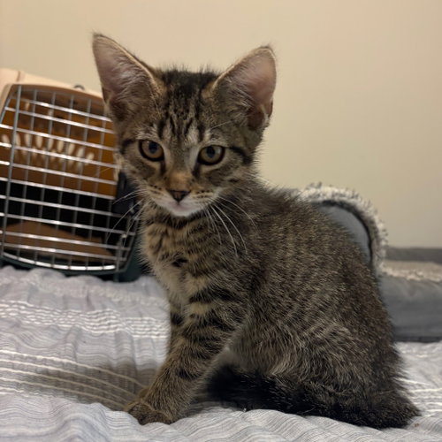 Phil, a cat for adoption from Scott County Humane Society