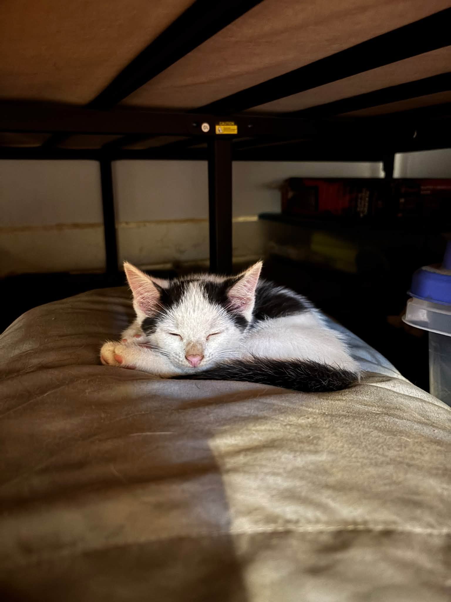 Lugnut, Domestic Short Hair