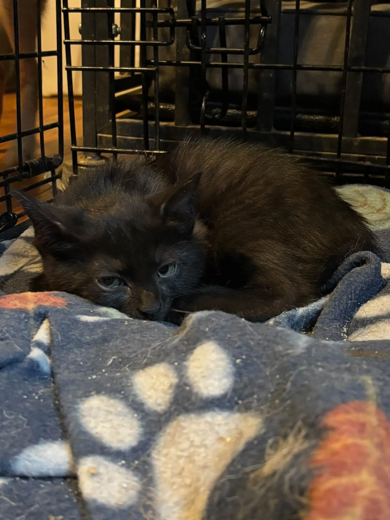 Brake Pad - Domestic Short Hair