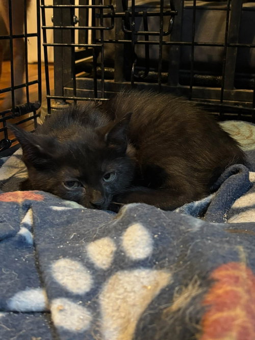 Brake Pad, a cat for adoption from Scott County Humane Society