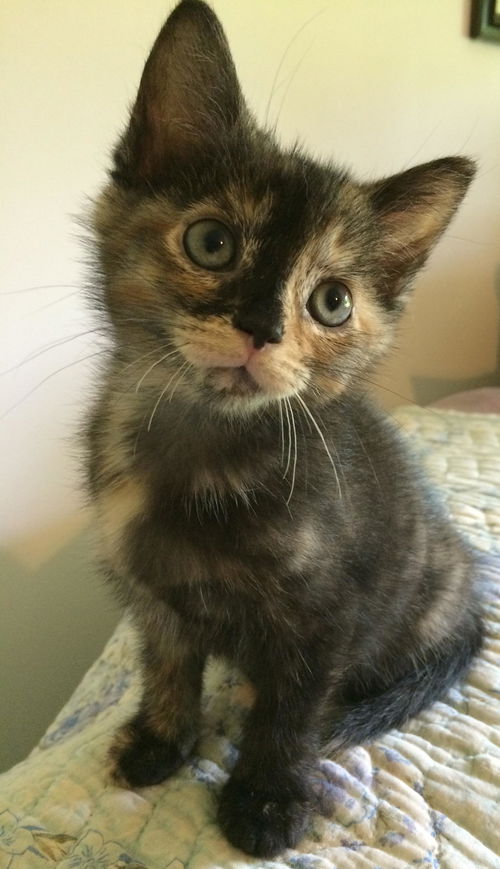 Zena