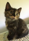 Zena
