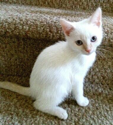 Emmett
