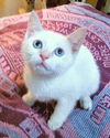 Emmett
