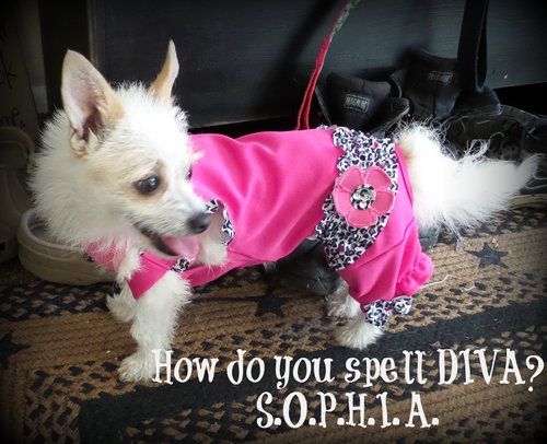 Sophia
