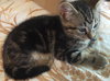 Freddie