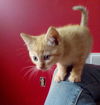 Tyrion