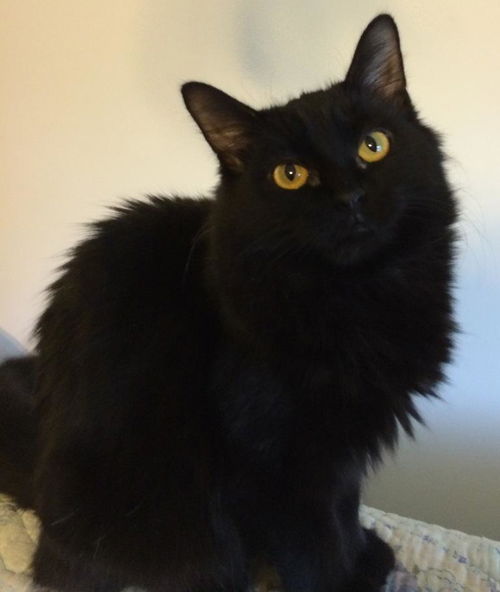 Calypso