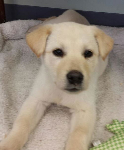 Female Golden Ret/Pryrenees mix