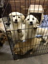 Female Golden Ret/Pryrenees mix