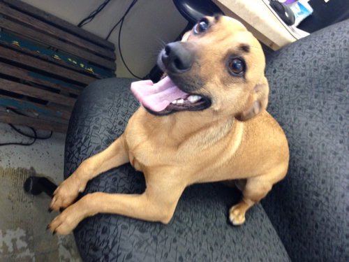 Buster