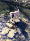 Buster