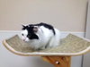 Flossie