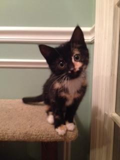 Cleo