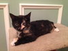 Cleo
