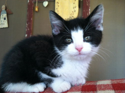 Toby