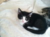Toby