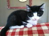 Toby