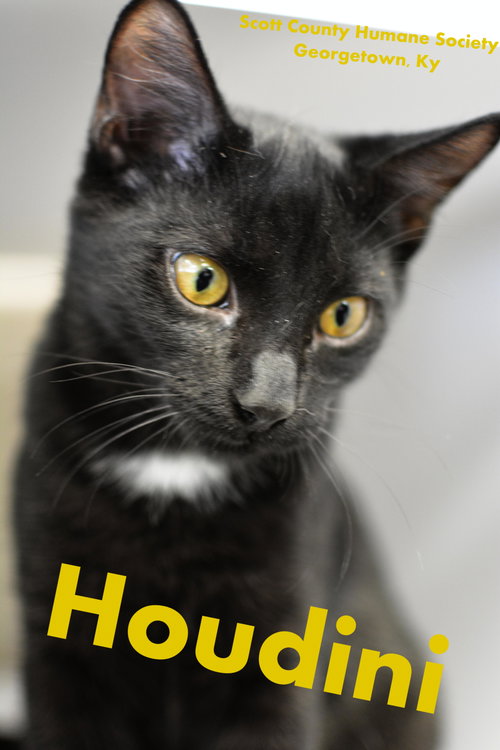 Houdini