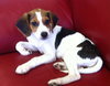 Snoopy
