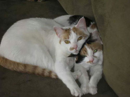 Maggie and Reuben- FREE to a good home